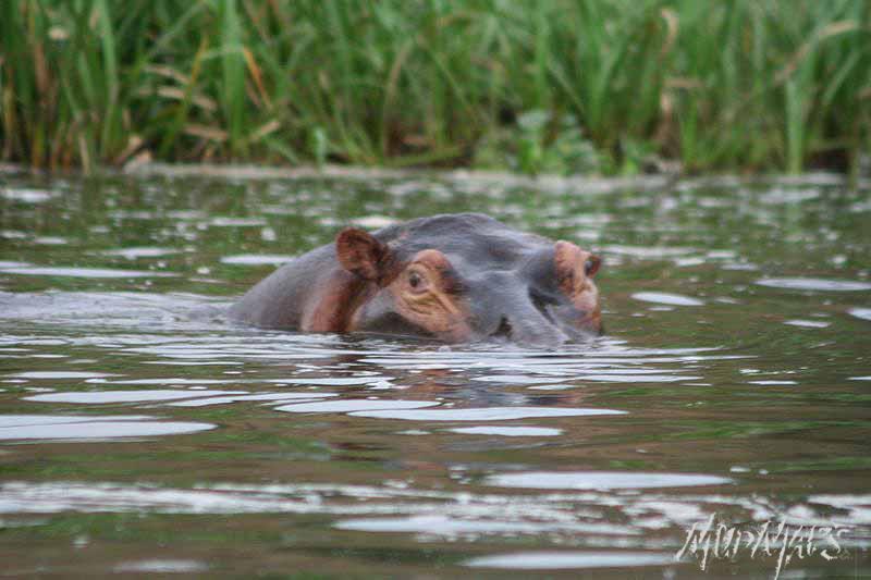 Mud Maps Africa Murchison Falls NP 2642